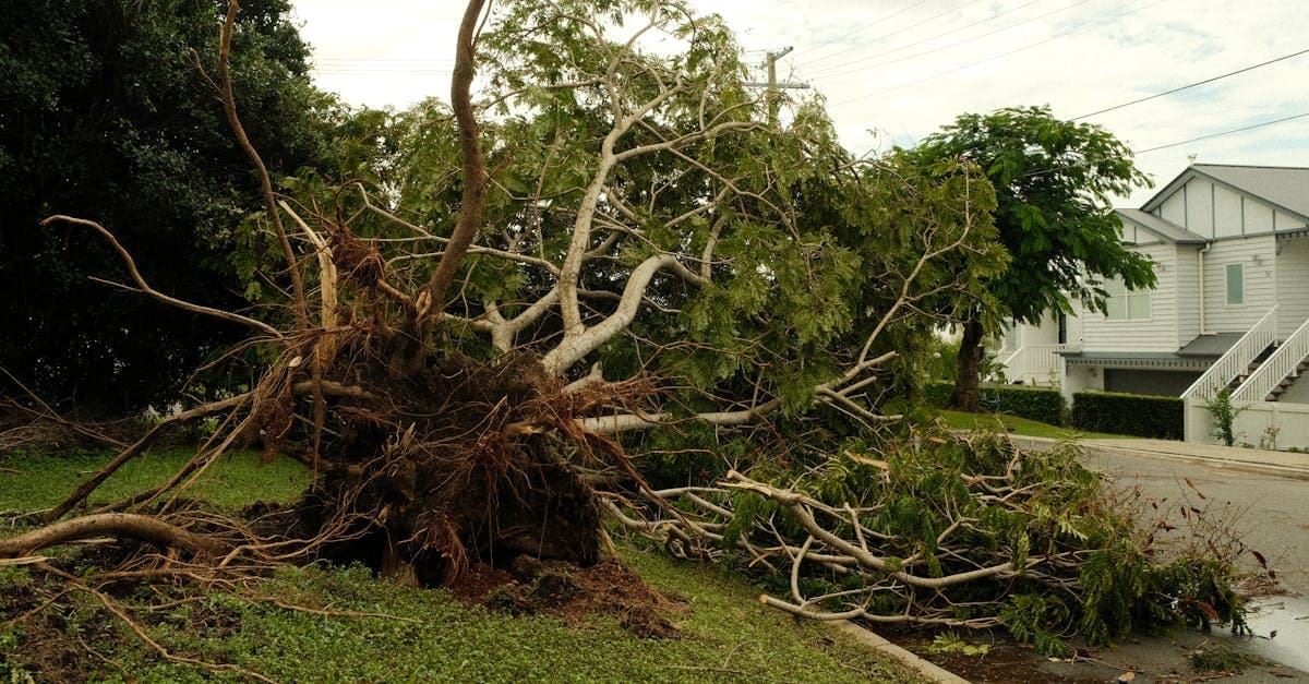 Cover Image for Tree Falls on Power Lines: Who Is Responsible?